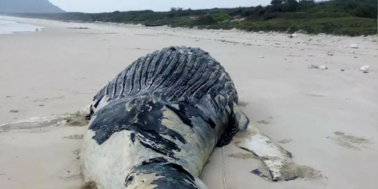 海南鱼鳞洲海岸惊现鲸鱼尸体，生态警示与思考