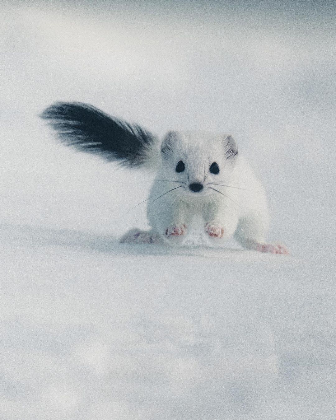 雪地奇遇，与白鼬的萌趣邅遇🐾