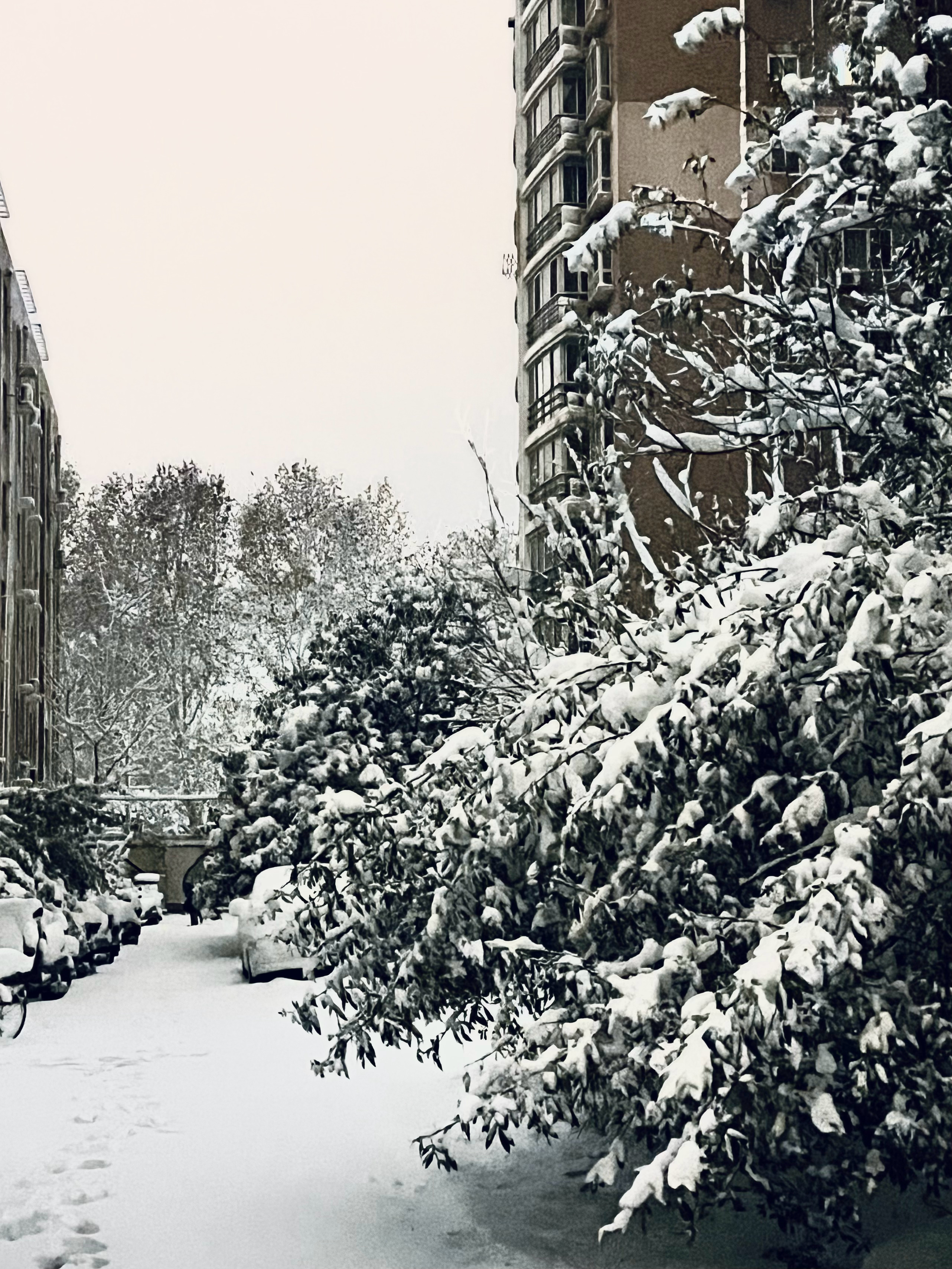 郑州下雪，一场冬日里的浪漫邈约