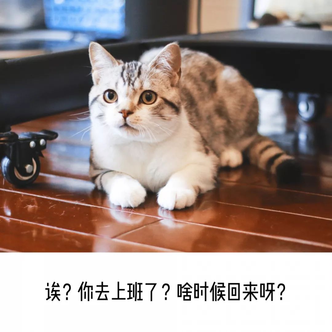 养了两年的猫咪突然攻击人，原因解析与应对策略