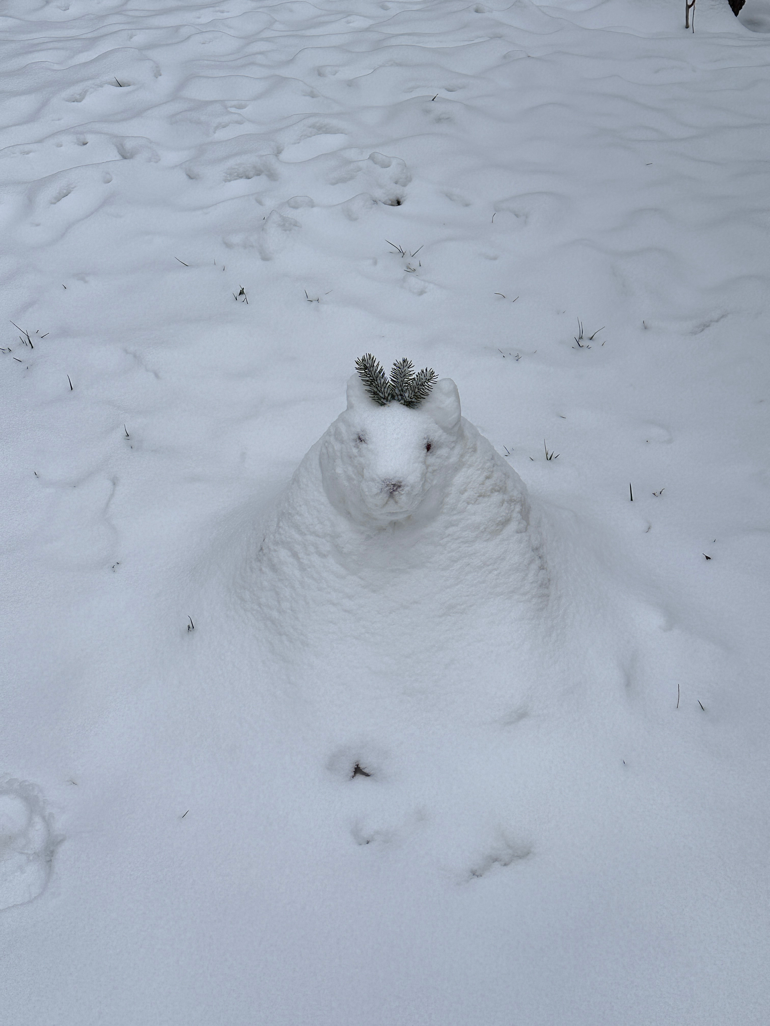 避雪的小羊与我们的误解