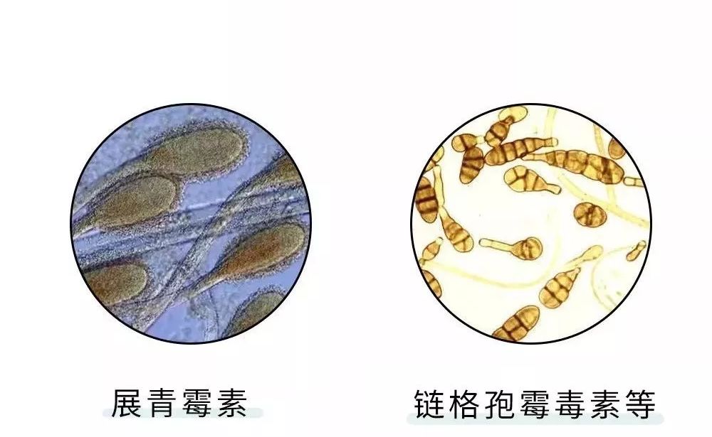 穿越必备实用技能，如何在古代制取出大蒜素——简装版的青霉素