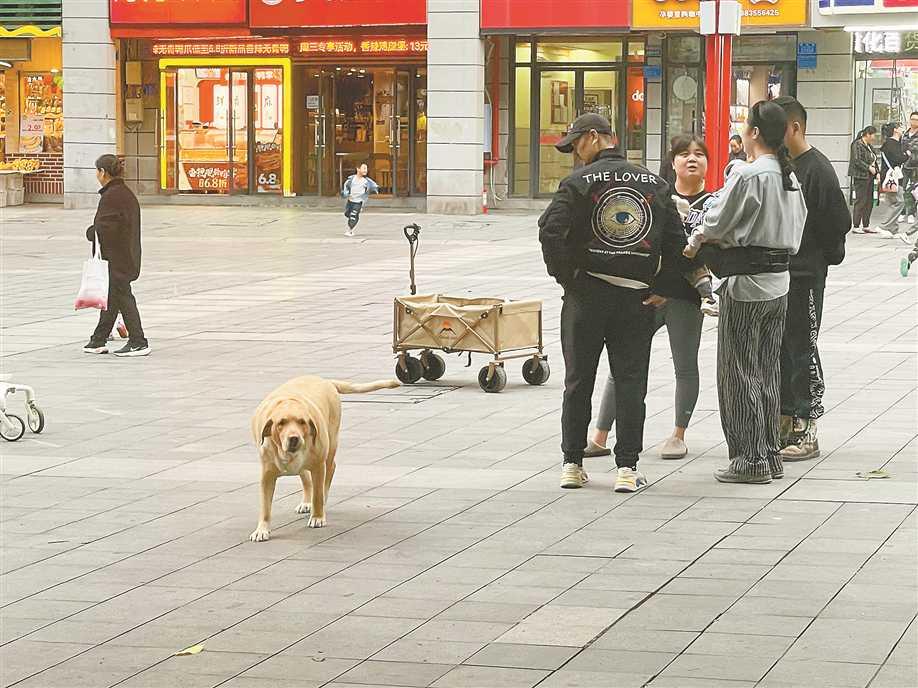 惊呆！宇树机器人现场牵绳‘遛狗’，未来宠物生活竟如此科幻