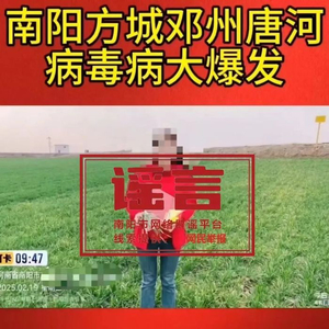 南阳小麦病毒大爆发？惊天谣言背后的真相令人震惊！