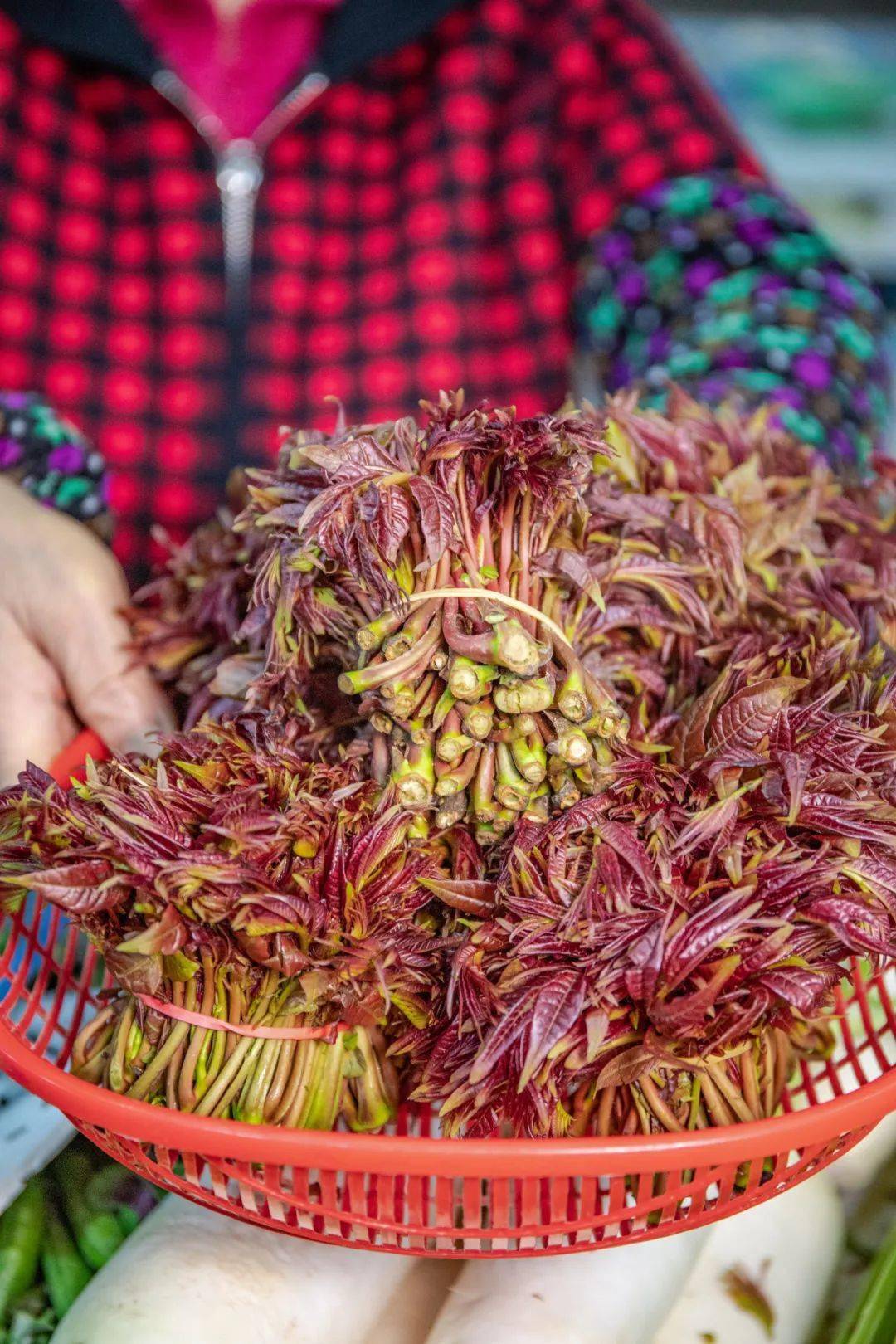 香椿贵过牛肉3倍？天价野菜背后藏着什么秘密？