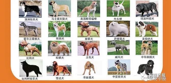 惊！全国禁养犬名录即将统一公布，你家爱犬可能榜上有名？