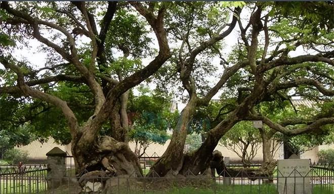 惊！600年古门竟孕育200岁生命奇迹，背后的秘密让人泪目！